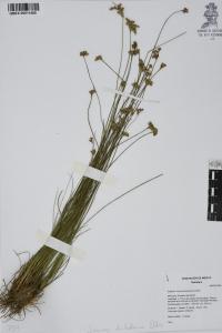 Juncus dichotomus image